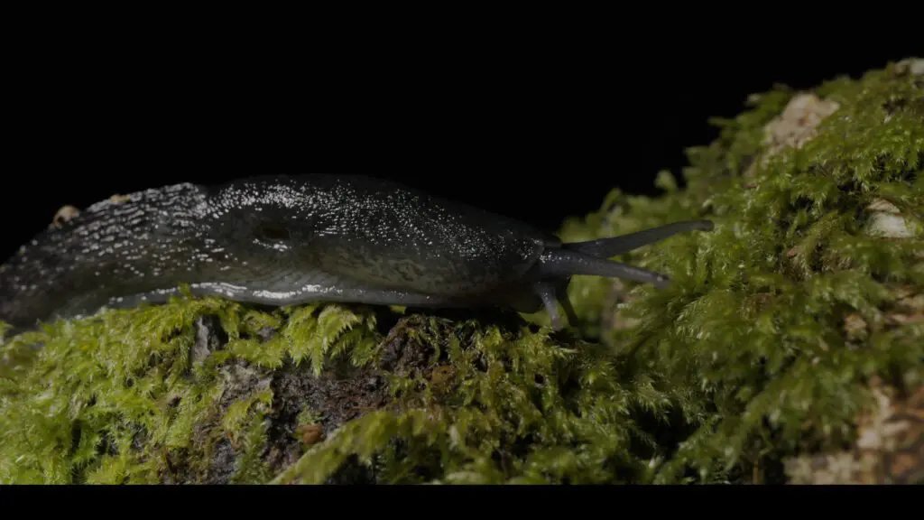 Woodland Trust slug in its natural habitat