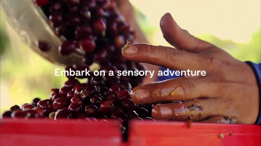 embark on a sensory adventure