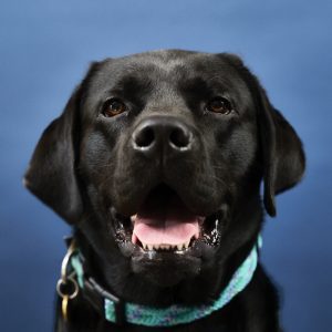Black labrador headshot with lightb blue collar