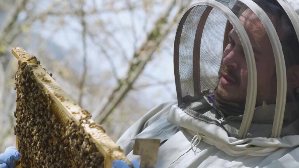 Man in bee suit holding a board or honeycombe covred in bees
